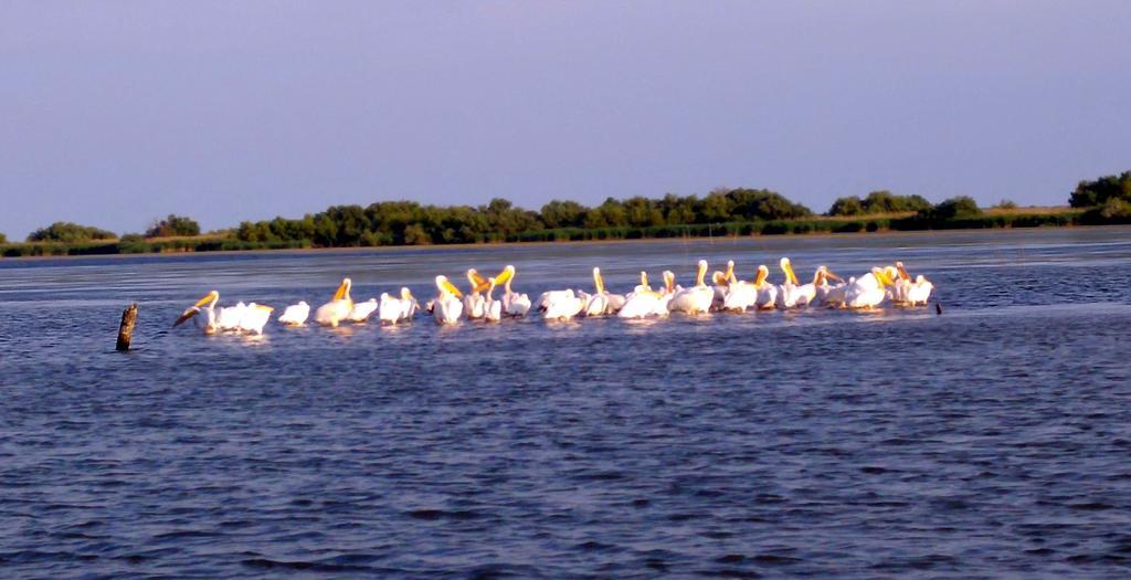 Hotel Delta Pontoon Mahmudia Esterno foto